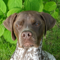 Elevage braque francais