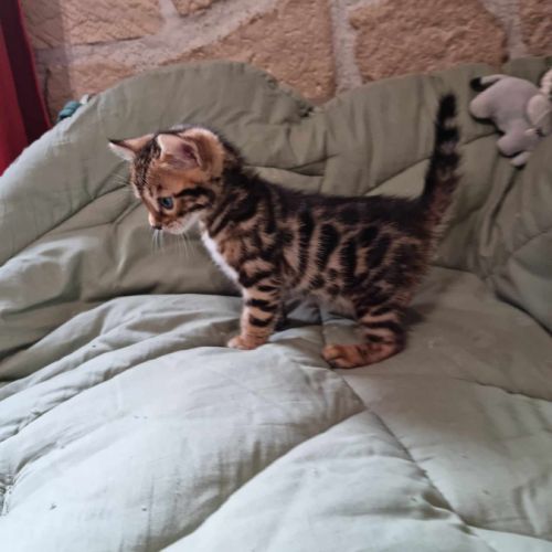 Elevage professionnel de bengal situé en alsace