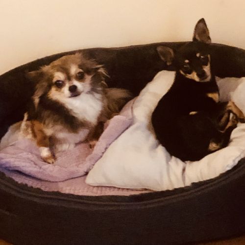 Les créatures de chanel et belle