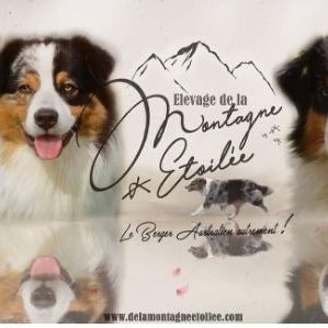 Elevage ethique depuis 13 ans de berger australien