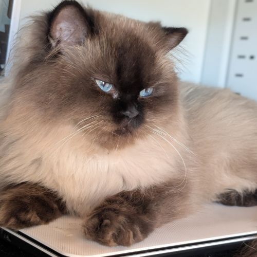 Élevage de british longhair