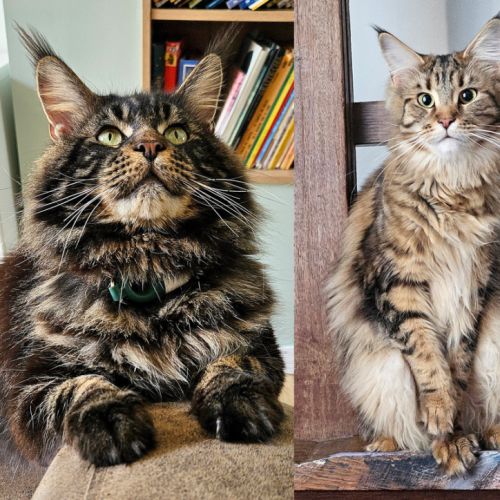 La chatterie du bolomig