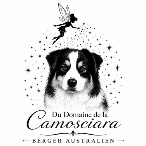 Éleveur de bergers australiens lof
