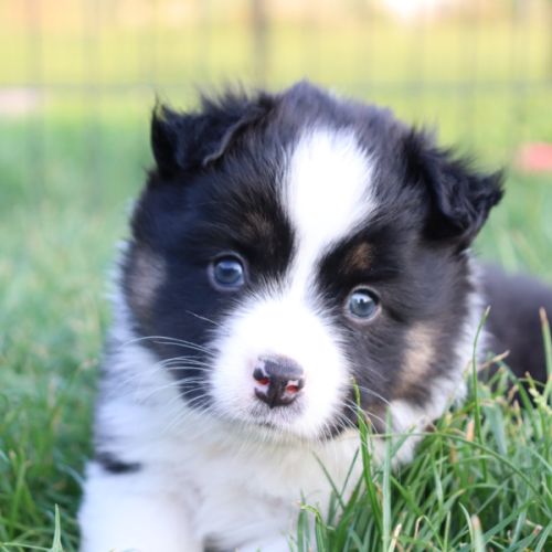 Elevage canin passion