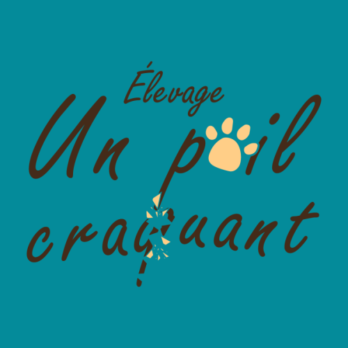 Bouledogue francais, spitz nain et yorkshire