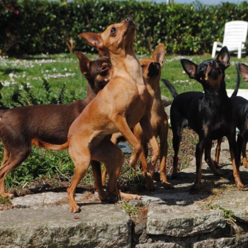 Russkiy toy & petit chien russe