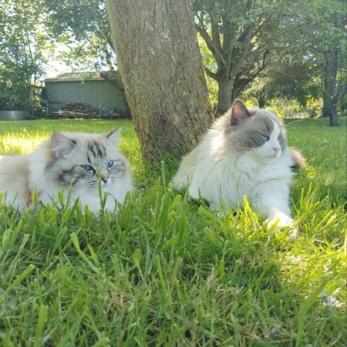 Eleveuse de ragdoll loof en normandie