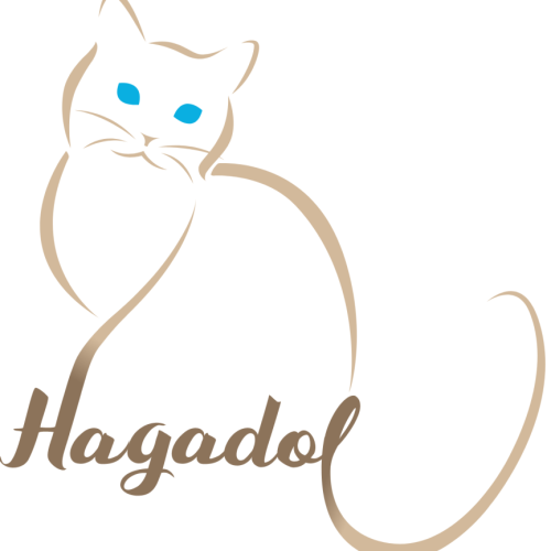 Chatons ragdolls tout mignons