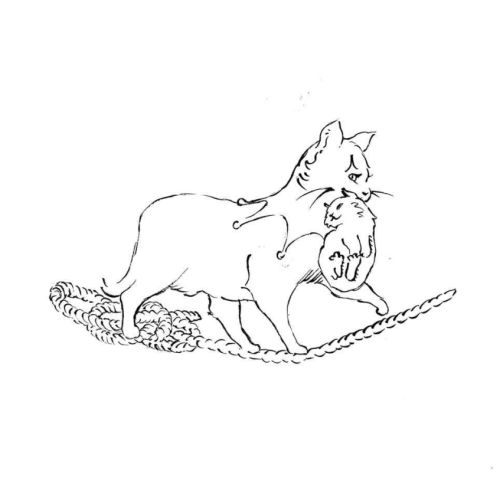 Adoption de chats et chatons