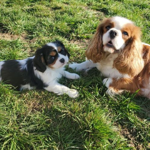 Élevage de cavalier king charles