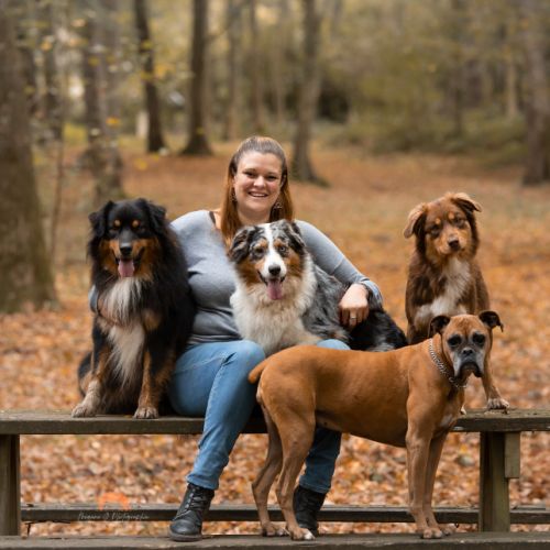 Chiot berger australien lof