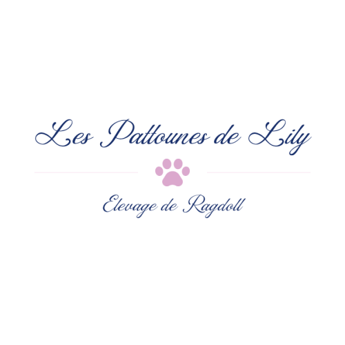 Les pattounes de lily (eleveur de ragdolls)