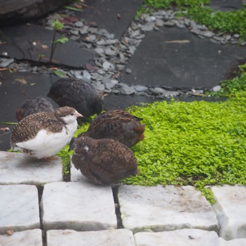 Cailles de chine heureuses dans une maison-zoo🍄