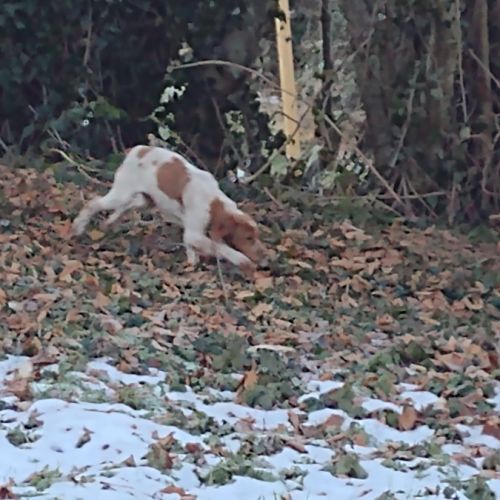 Epagneul breton blanc et orange