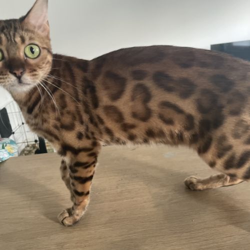 Magnifiques chat du bengal loof