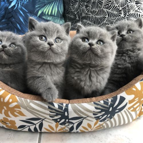 Chatterie de la sevre nantaise (44)