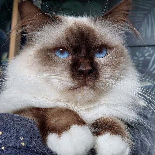 Chatterie des falaises de kevar