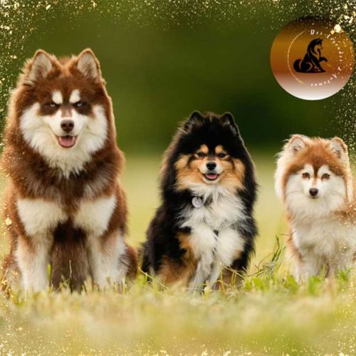 Pomsky des légendes d'automne