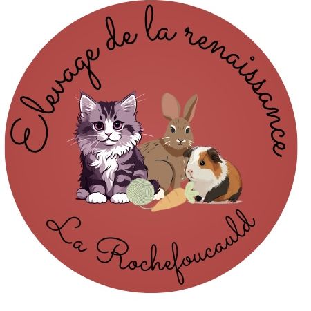 Elevage de la renaissance - chats sibériens