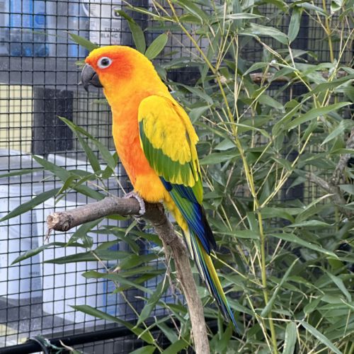 Eleveuse amateur de conures soleil