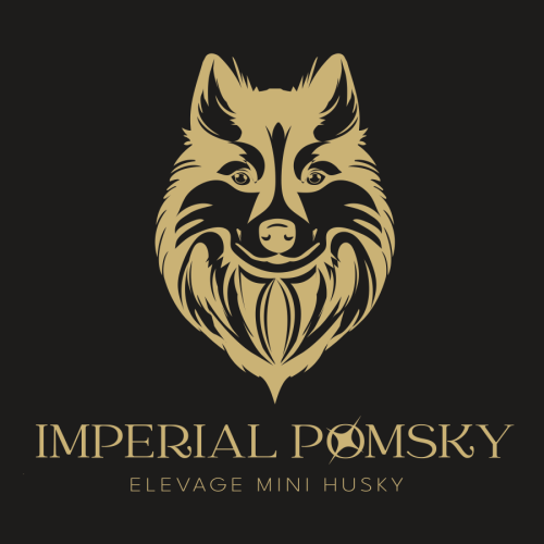 Elevage familial et passionné de pomsky !
