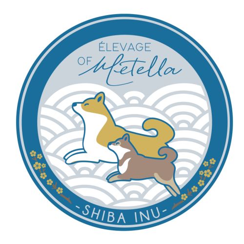 Elevage de shiba inu dans le 49