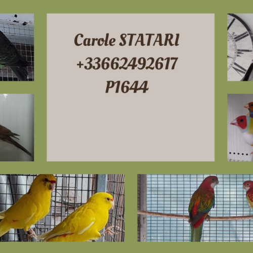 Éleveur amateur diverses variétés d'oiseaux