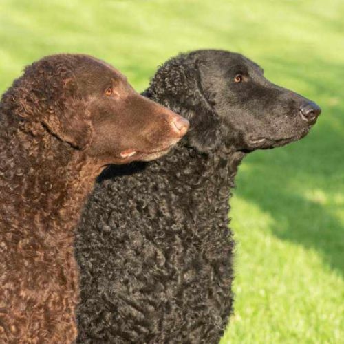 Retriever à poil bouclé