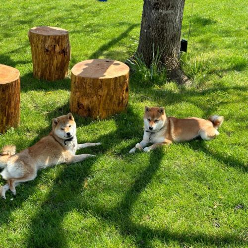 Elevage familial shiba lof - yama no hikari