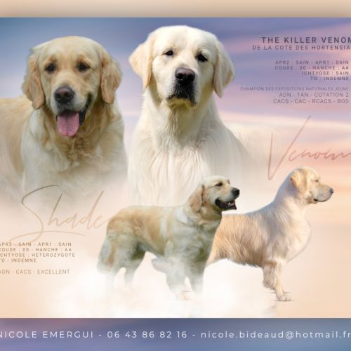 Elevage de goldens retrievers lof