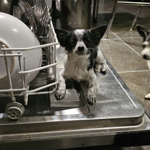 Eleveur canin spécialisé chihuahua