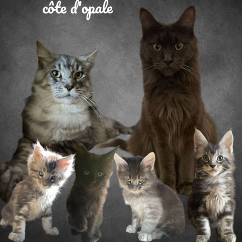 Elevage maine coon du haut pays de la côte d'opale