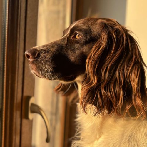 Epagneul français ardèche