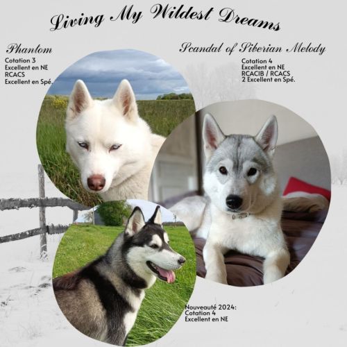 Living my wildest dreams élevage de sibérian husky