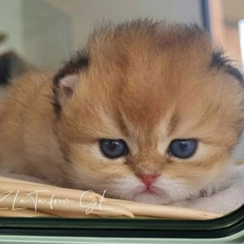 Chaton british longhair loof