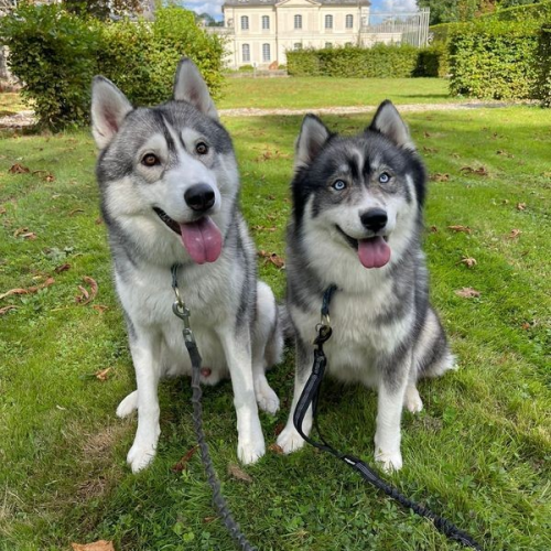 Husky de sibérie lof