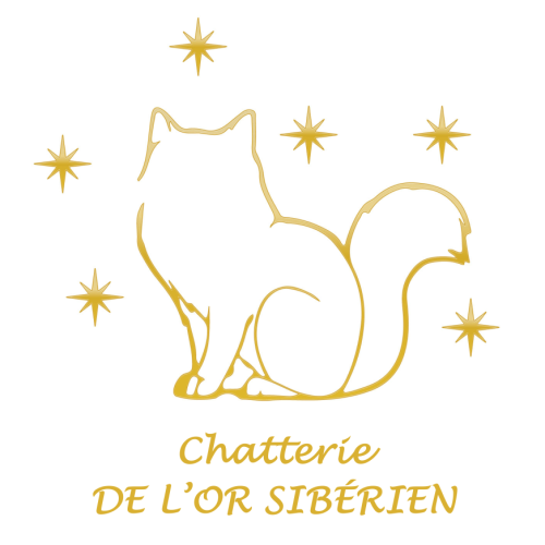Élevage de chats sibériens