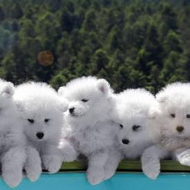 Adorables oursons samoyedes
