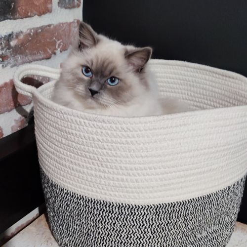 Chatterie des majestic dolls