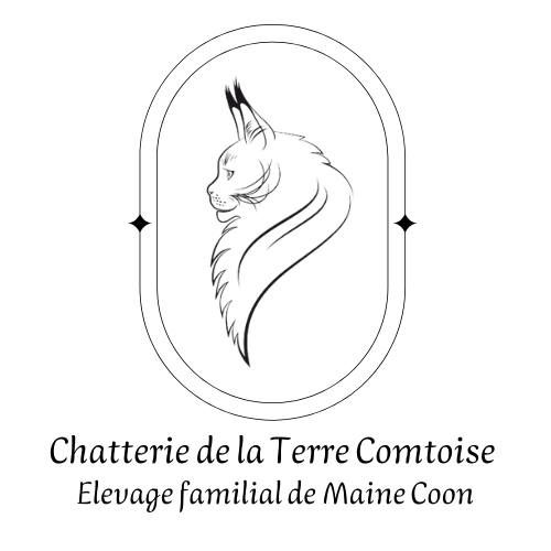 Chatterie de la terre comtoise - maine coon loof -