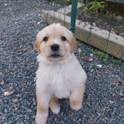 Elevage familial de howavart