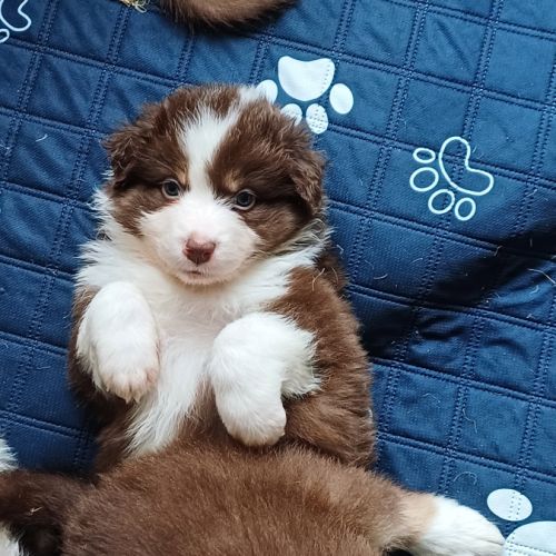 Elevage de bergers australiens lof