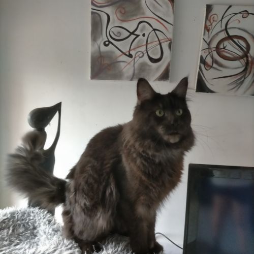 Chatterie de rodoerd kalleg