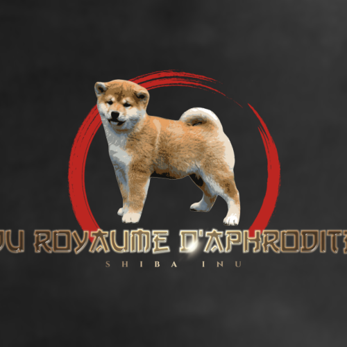 Shiba inu du royaume d'aphrodite