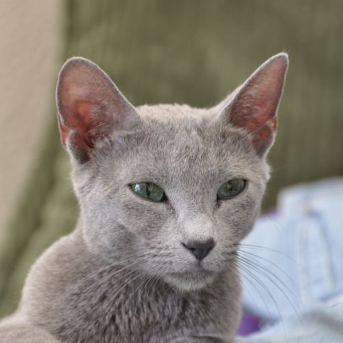 Chatterie de l'izba du lac