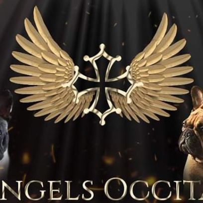 Elevage familial of angels occitania