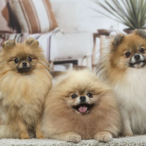 Elevage de spitz nains & petits