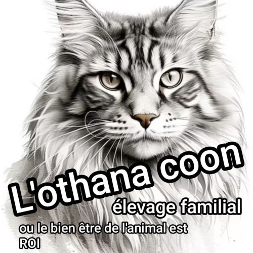 Maine coon loof 💯 en regle
