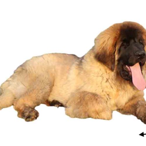 Elevage de leonberg depuis 1988