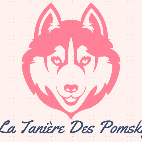 La taniere des pomsky - élevage de pomsky bretagne